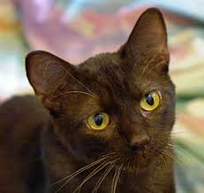 cat health insurance