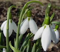 Ракия с кокичета при настинка