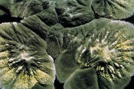 Foto di carlo bevilacqua - britannica