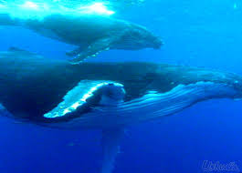 مسابقة من الأسرع في جلب الصورة - صفحة 2 Baleine