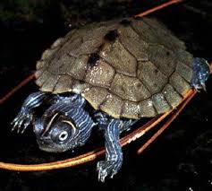 Cost Of Keeping Aquatic Turtles ? (electricity) 