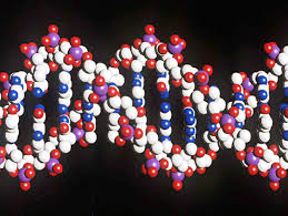  DNA Fingerprinting Using Amplified Fragment Length Polymorphisms (AFLP) 