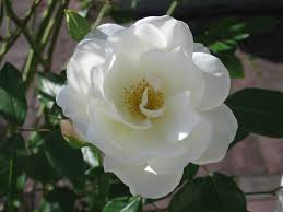 White flower rose
