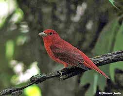  primarily a summer bird of the 