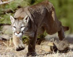 http://tbn1.google.com/images?q=tbn:5lqlwazzMJLe-M:http://touslesfelins.free.fr/photos/Puma3.jpg