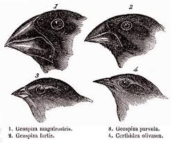 Les théories de l’évolution  Pinsons-de-darwin