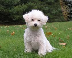 bichon_frise.jpg