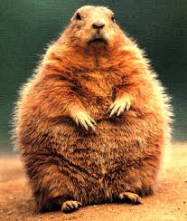fat-groundhog.jpg
