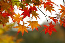 leaves