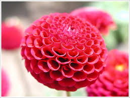 Peach Rose