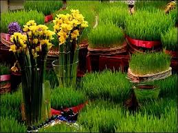 سبزه خانگی - سفره هفت سین