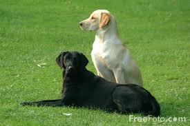 Dogs lover