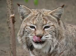 http://tbn1.google.com/images?q=tbn:94KhxzxeER96BM:http://www.photozoo.org/d/13300-3/Lynx%2Broux%2B16.JPG