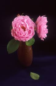 Sarah_van_Fleet_rose.jpg