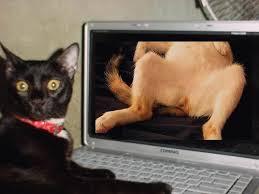 Gato Porno TOTEM POHL PRODUCTIONS