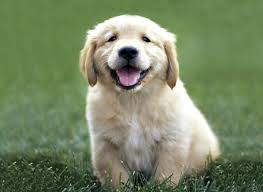 golden retriever puppy - Google Images