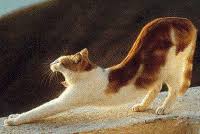 pandiculation du chat