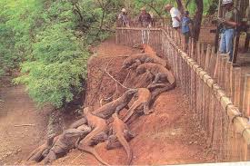 Komodo Dragons on Komodo Island