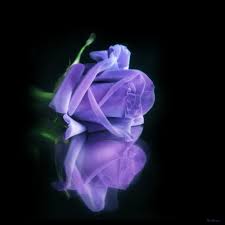 sempre rose