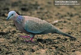 Foto di tortora - animalinelmondo
