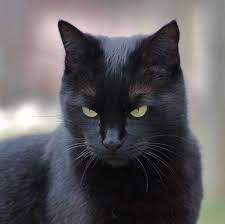 http://tbn1.google.com/images?q=tbn:EpfZsPrQRuV2EM:http://www.dinosoria.com/mammifere/chat_noir_06.jpg