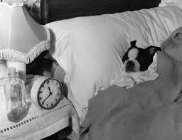 Dog Pictures