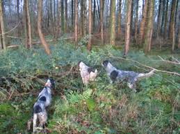 Foto di cani da caccia - it