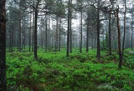 skog