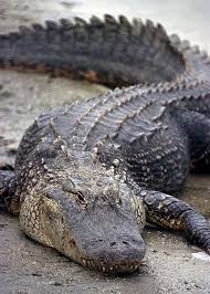تمساح,alligator