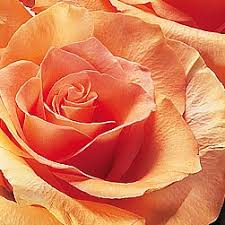 Peach Rose
