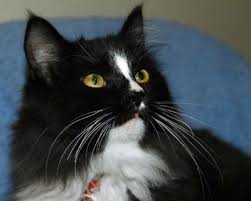 http://tbn1.google.com/images?q=tbn:H8t5Kr7ylRJMAM:http://z.about.com/d/huntsville/1/0/x/B/1/AngelCat.jpg