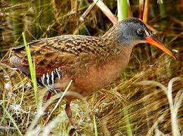 Visit eBird New York