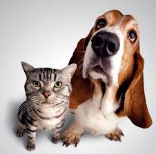 cheap pet insurance