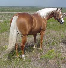 http://tbn1.google.com/images?q=tbn:JrPBRptkDsxzXM:http://galeon.hispavista.com/caballospastoreo/img/palomino2.jpg