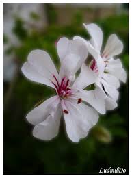 Сакъзче или филодендрон?