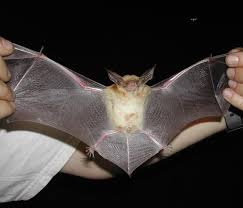 معلومات مصورة في غاية الغرابة C-pallid-bat