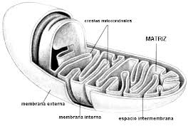 mitocondrias