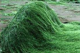 Doğal Besin ve Güzellik Kaynağı:Spirulina