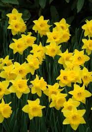 Daffodils