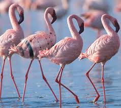 La notizia dalla Natura!