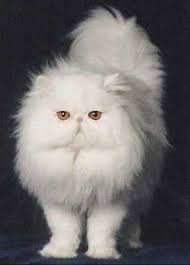 http://tbn1.google.com/images?q=tbn:L_Gp_GhPJsDJgM:http://www.world4pets.com/catbreeds/persian.jpg