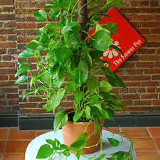 http://tbn1.google.com/images?q=tbn:LbHpjx7A_Con1M:http://www.theflowerpot.com/images/product/Plant-091.jpg