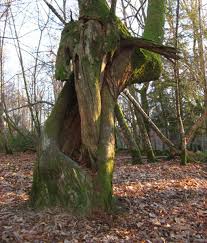 http://tbn1.google.com/images?q=tbn:LxOVgOaWIFt9XM:http://www.123pixel.org/arbre-mort-agrandi.jpg