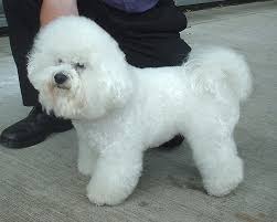 Bichon_Frise_600.jpg