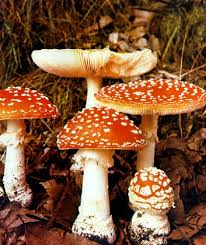 Готварски тайни за гъби