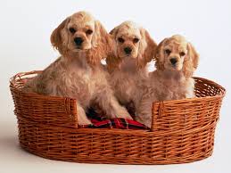 صور كلاب مميزه  Dog-Cocker-Spaniel-Puppies