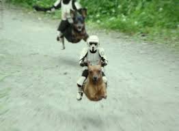 As both a dog person and an ...