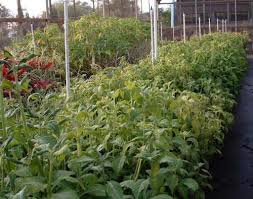 Salvia Divinorum potted plant