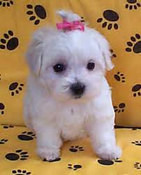 http://www.pups4sale.com.au/maltese_pups.htm