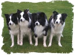 dogs